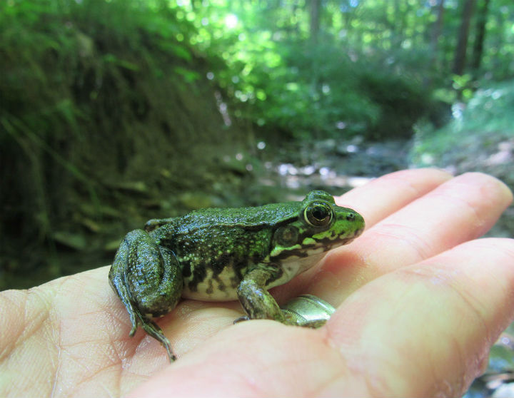 Green Frog